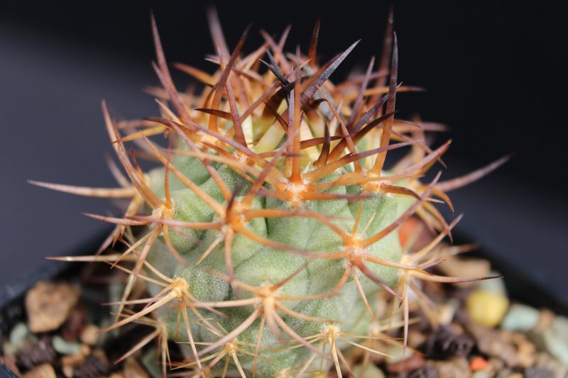 Cactus and Succulent Field Number Query